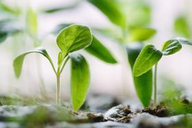 picture of two small plants