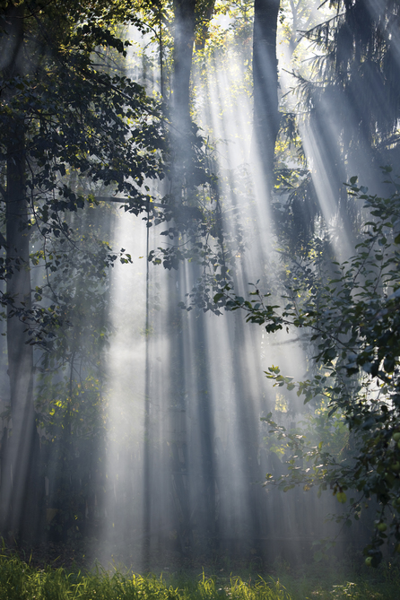 picture of trees
