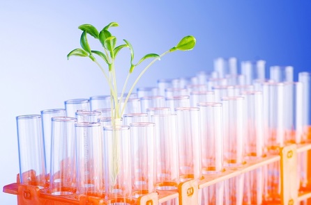 picture of a plant