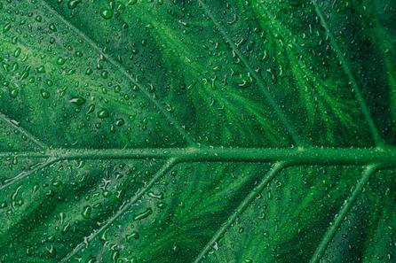 picture of a plant
