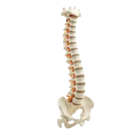 Picture illustrating the vertebral column