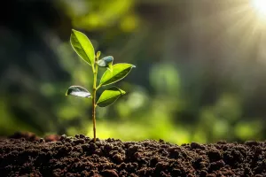 Picture of a plant